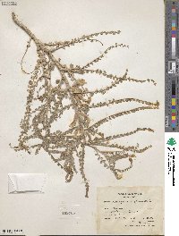 Astragalus aleppicus image