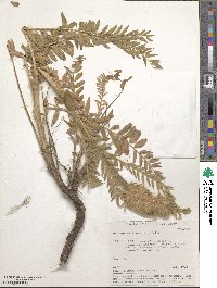 Astragalus alopecurus image