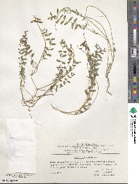 Astragalus alpinus image