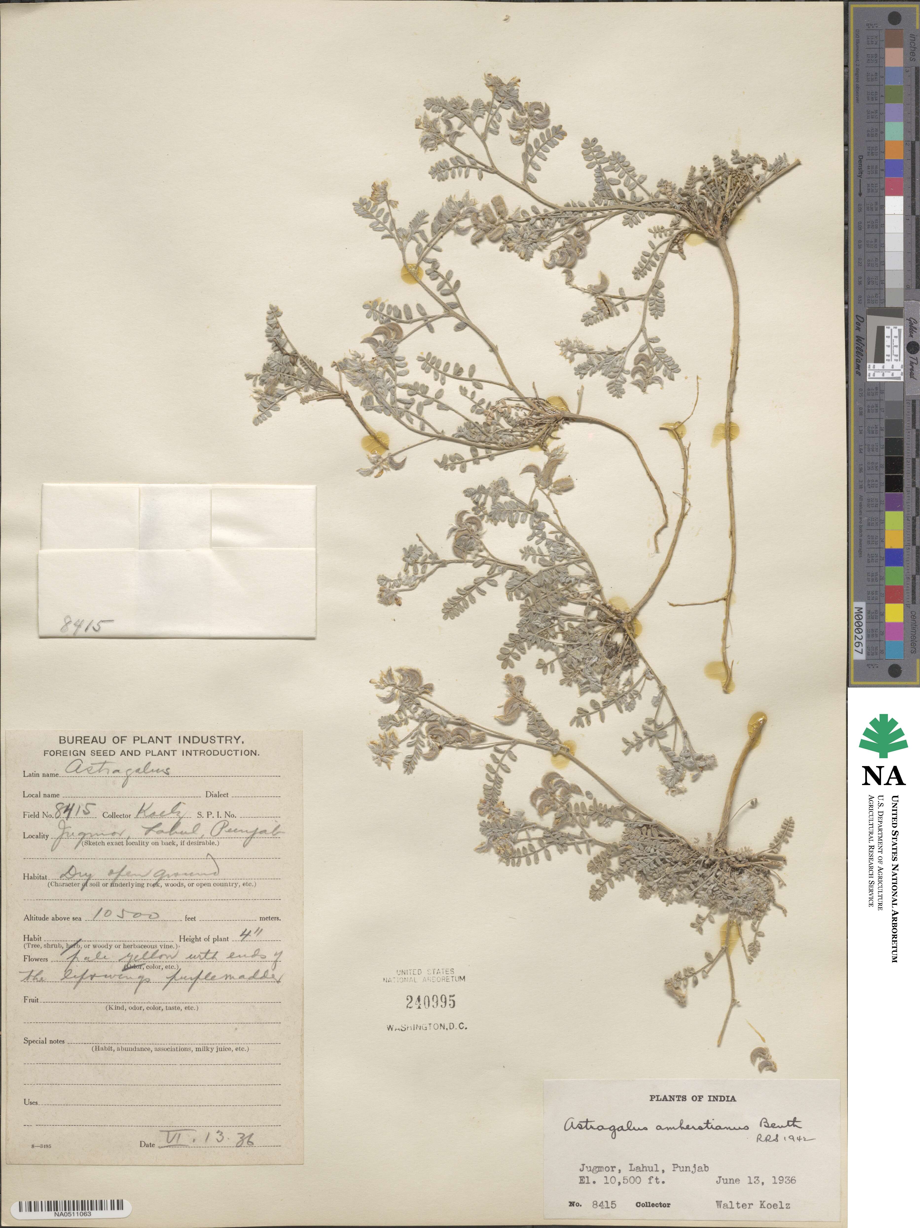 Astragalus amherstianus image