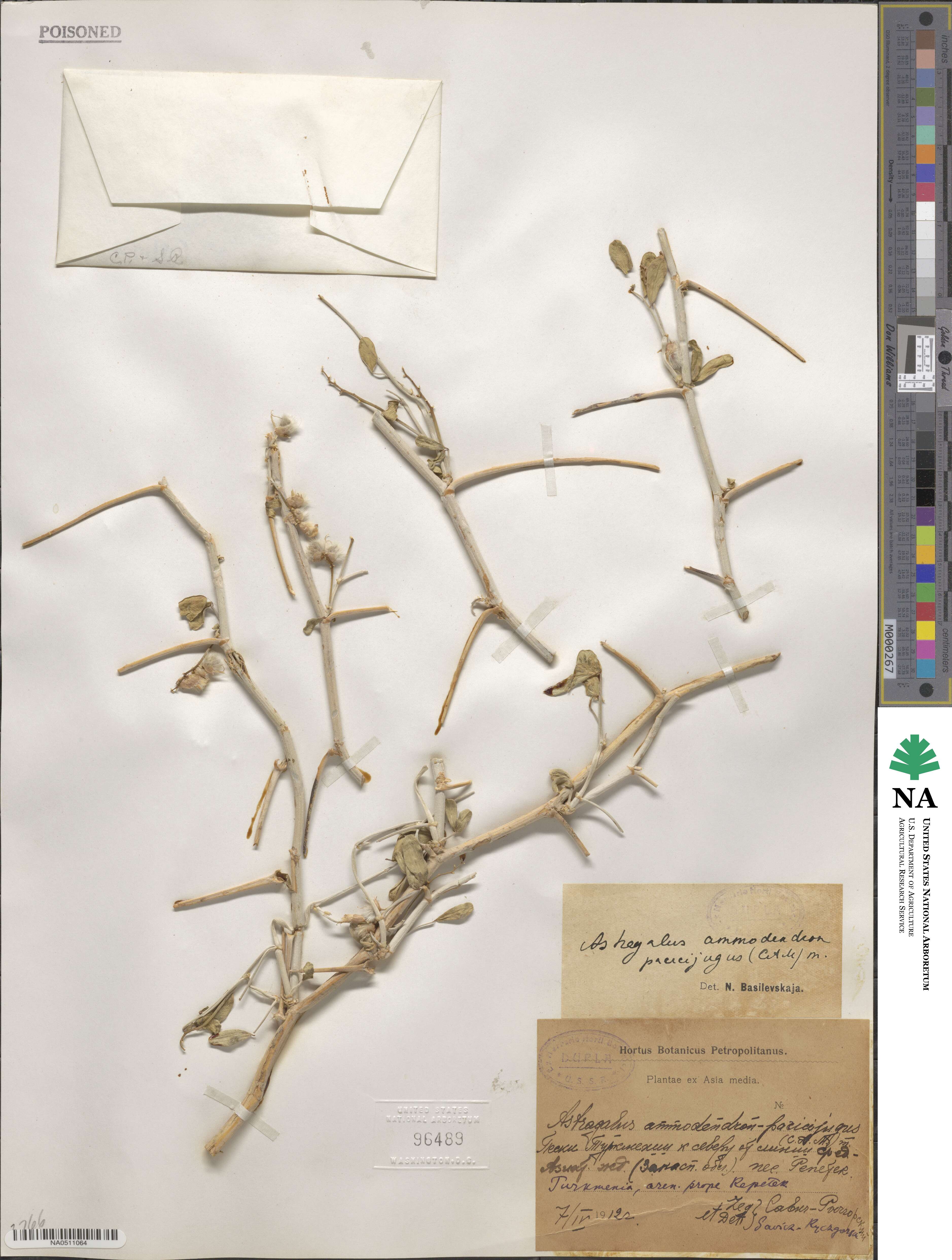 Astragalus ammodendron image