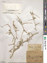 Astragalus ammodendron image