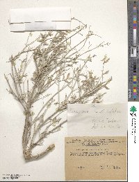 Astragalus ammodendron image