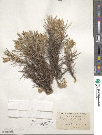 Astragalus angustifolius image