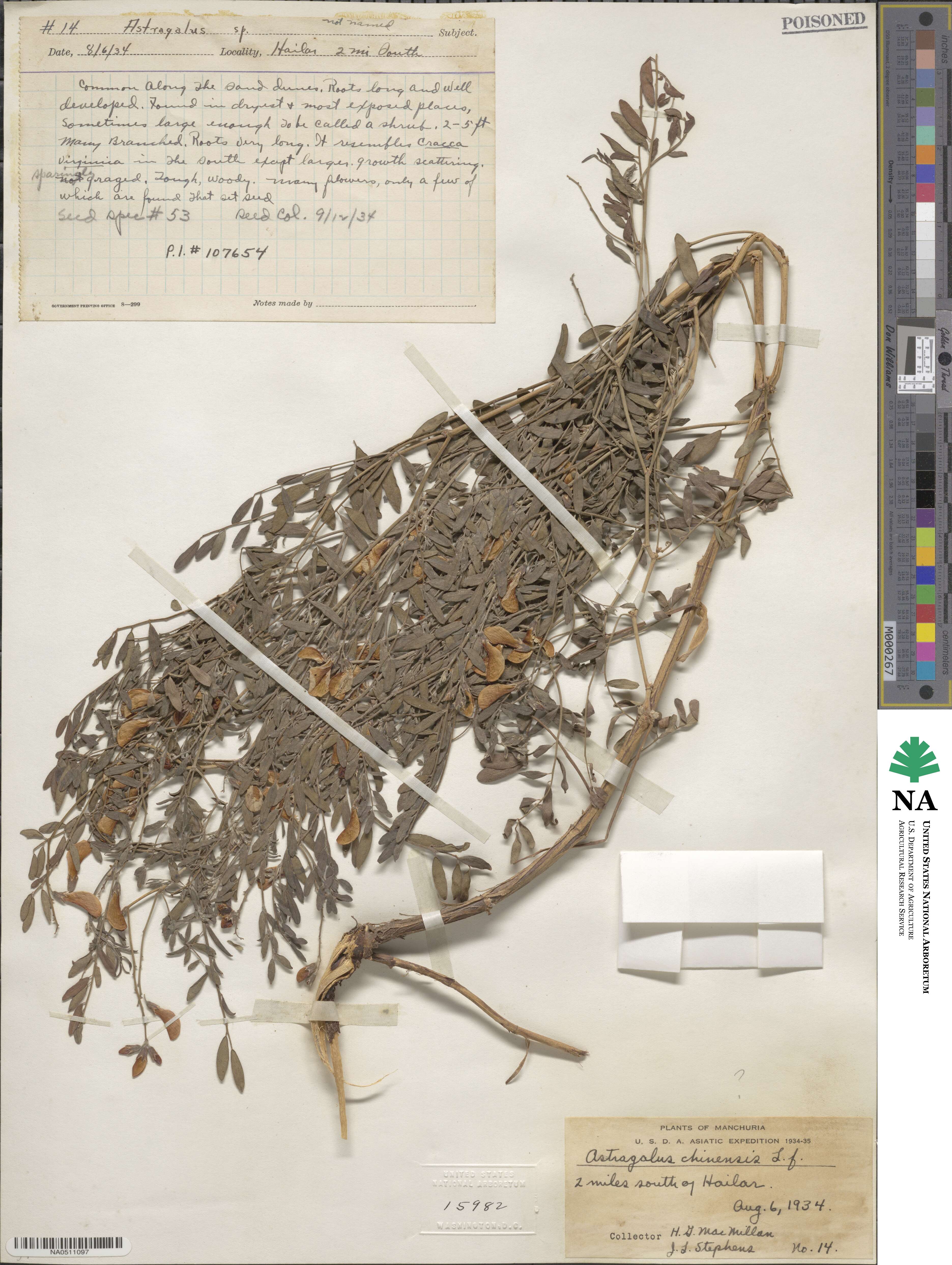 Astragalus chinensis image