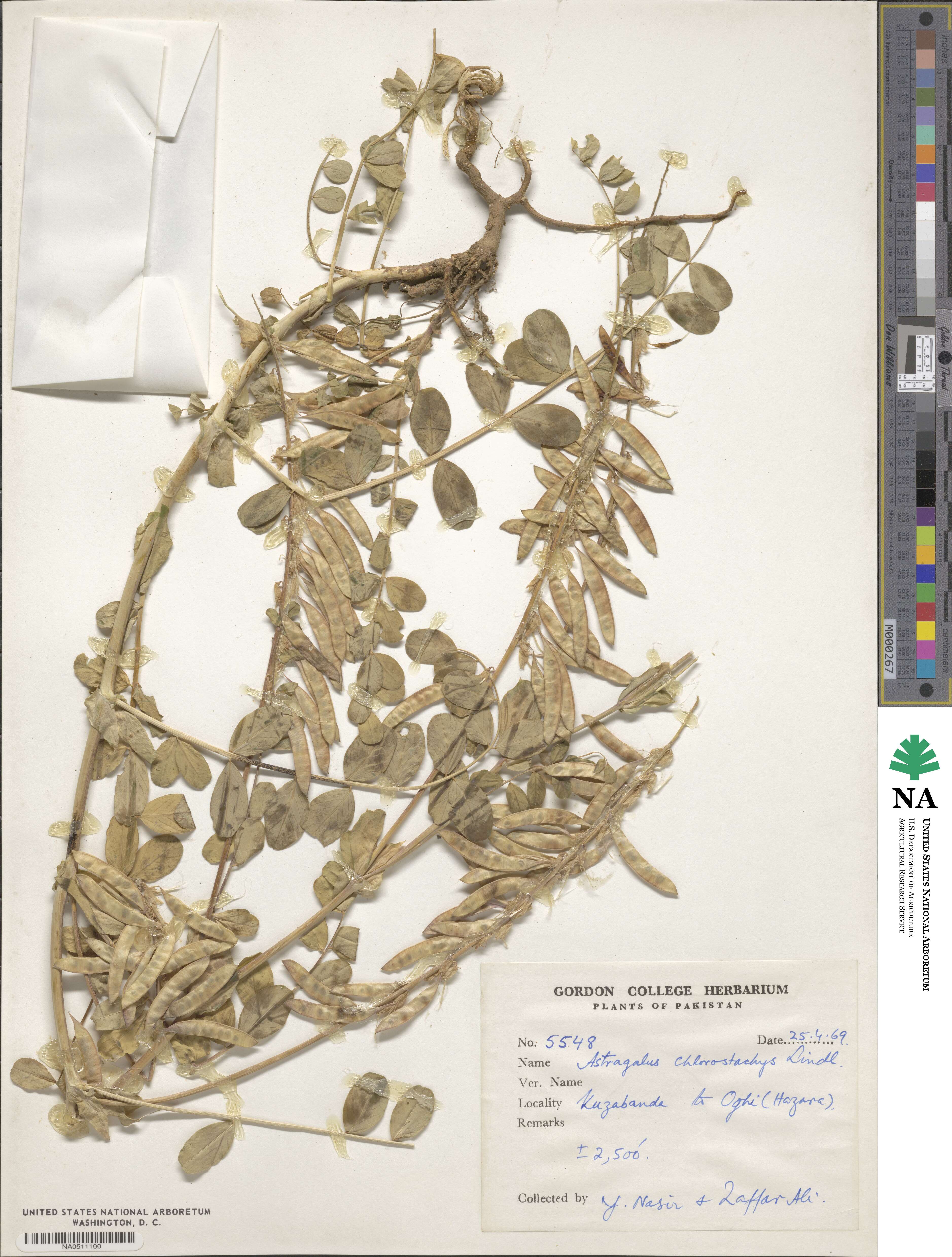 Astragalus chlorostachys image
