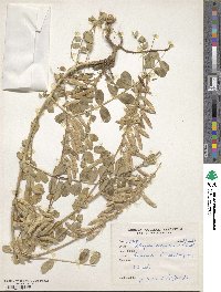 Astragalus chlorostachys image