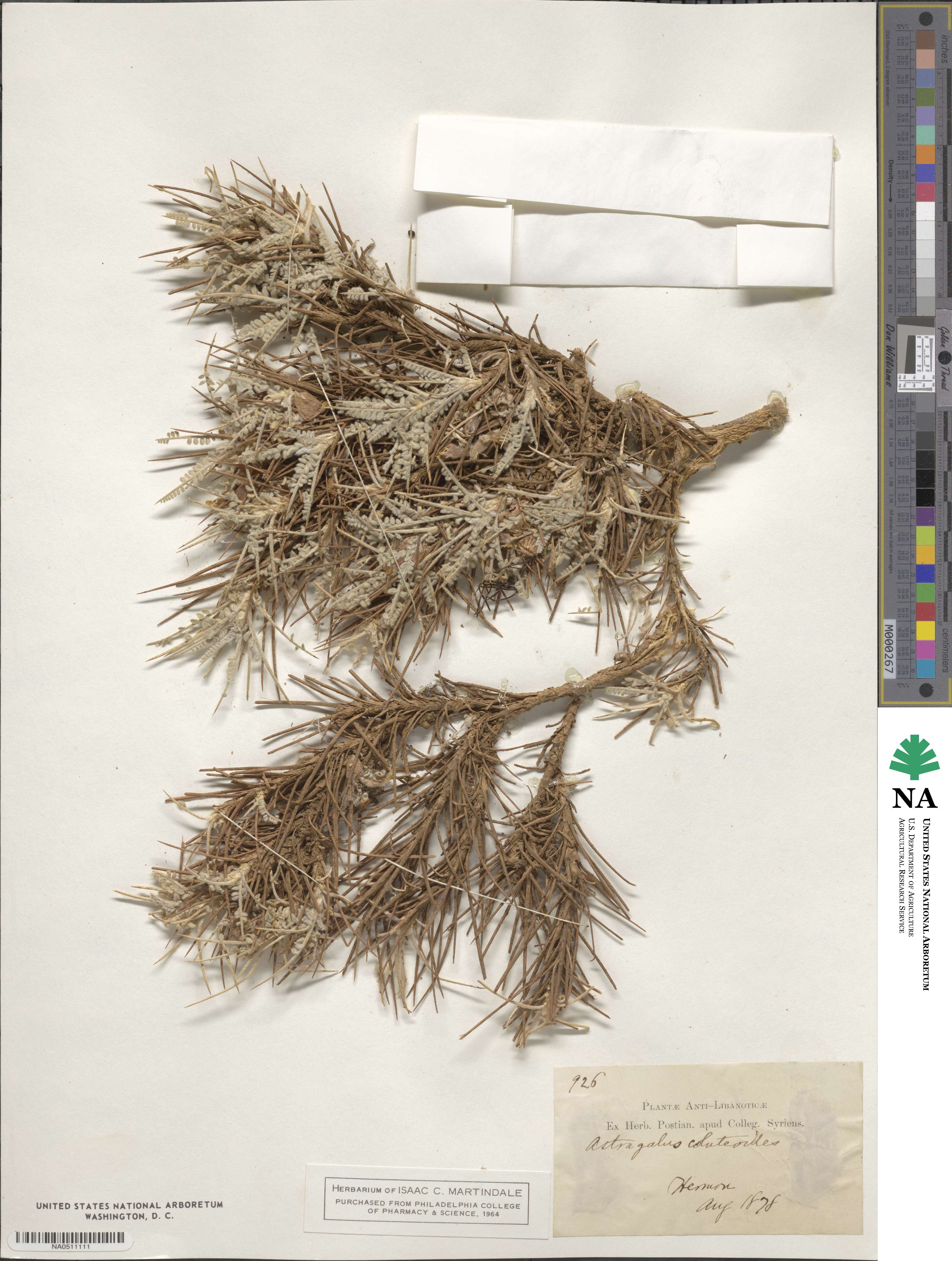 Astragalus coluteoides image