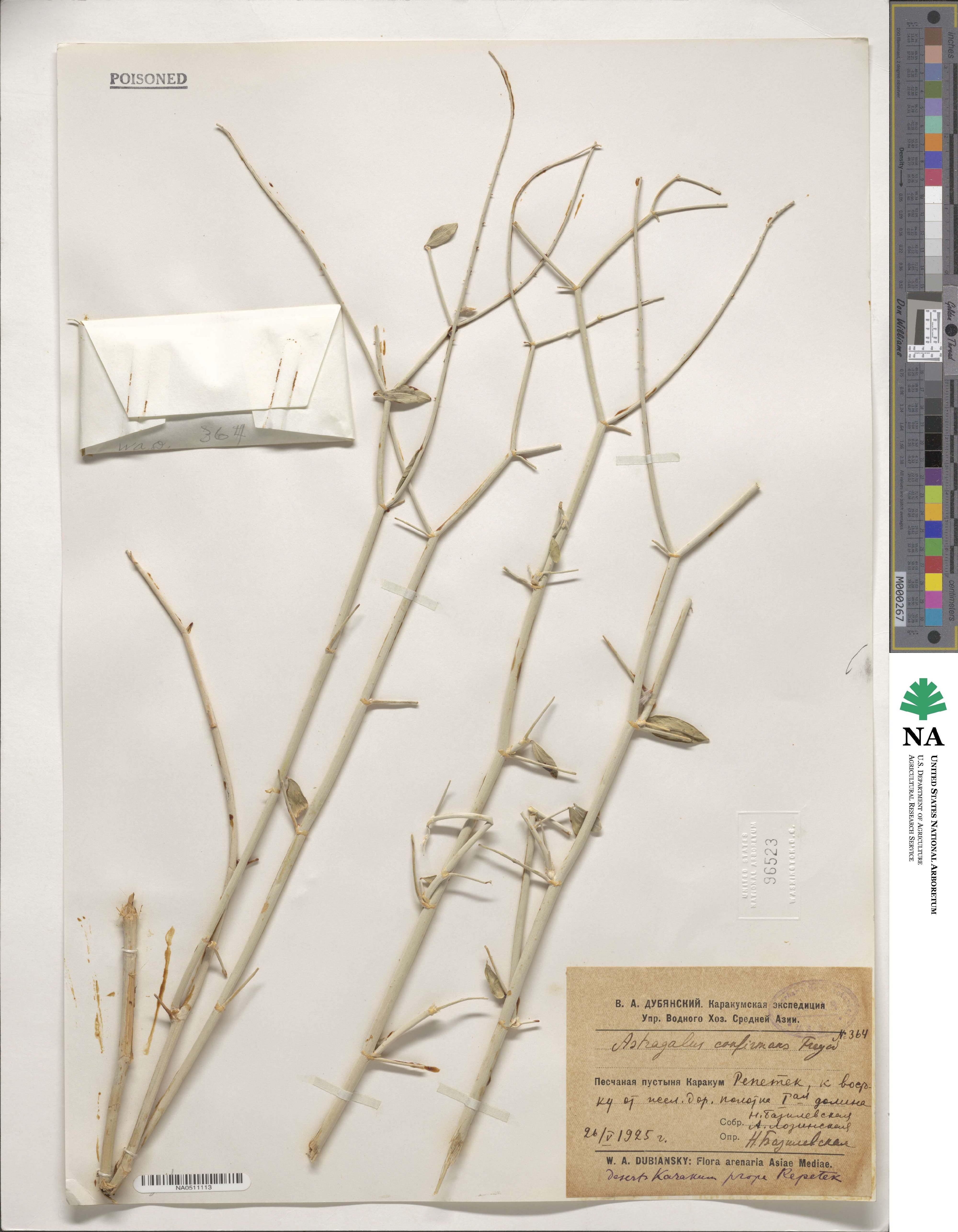 Astragalus unifoliatus image