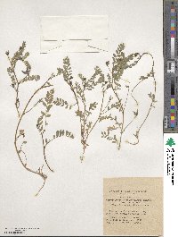 Astragalus cruciatus image