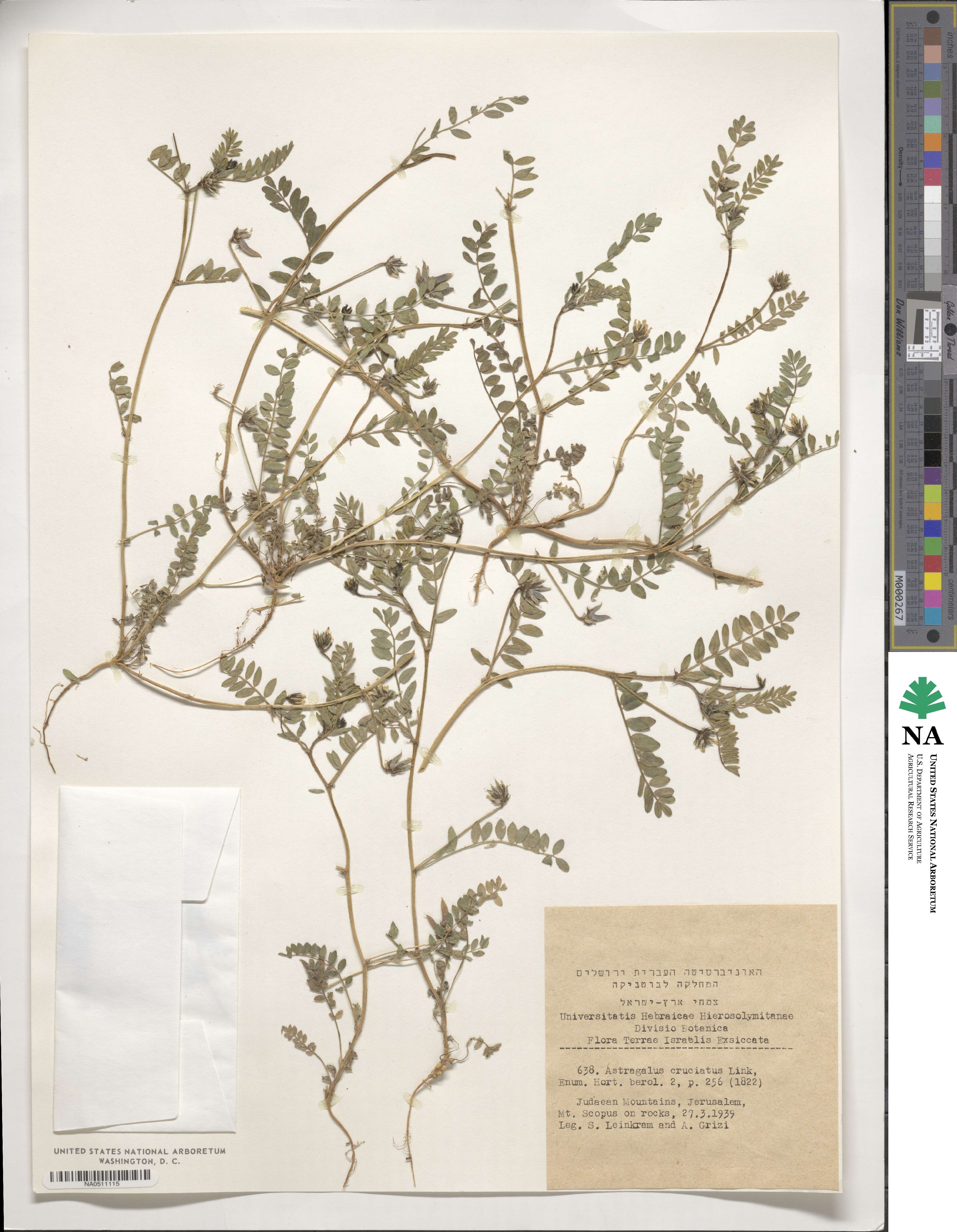 Astragalus cruciatus image