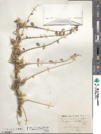 Astragalus diphtherolobus image