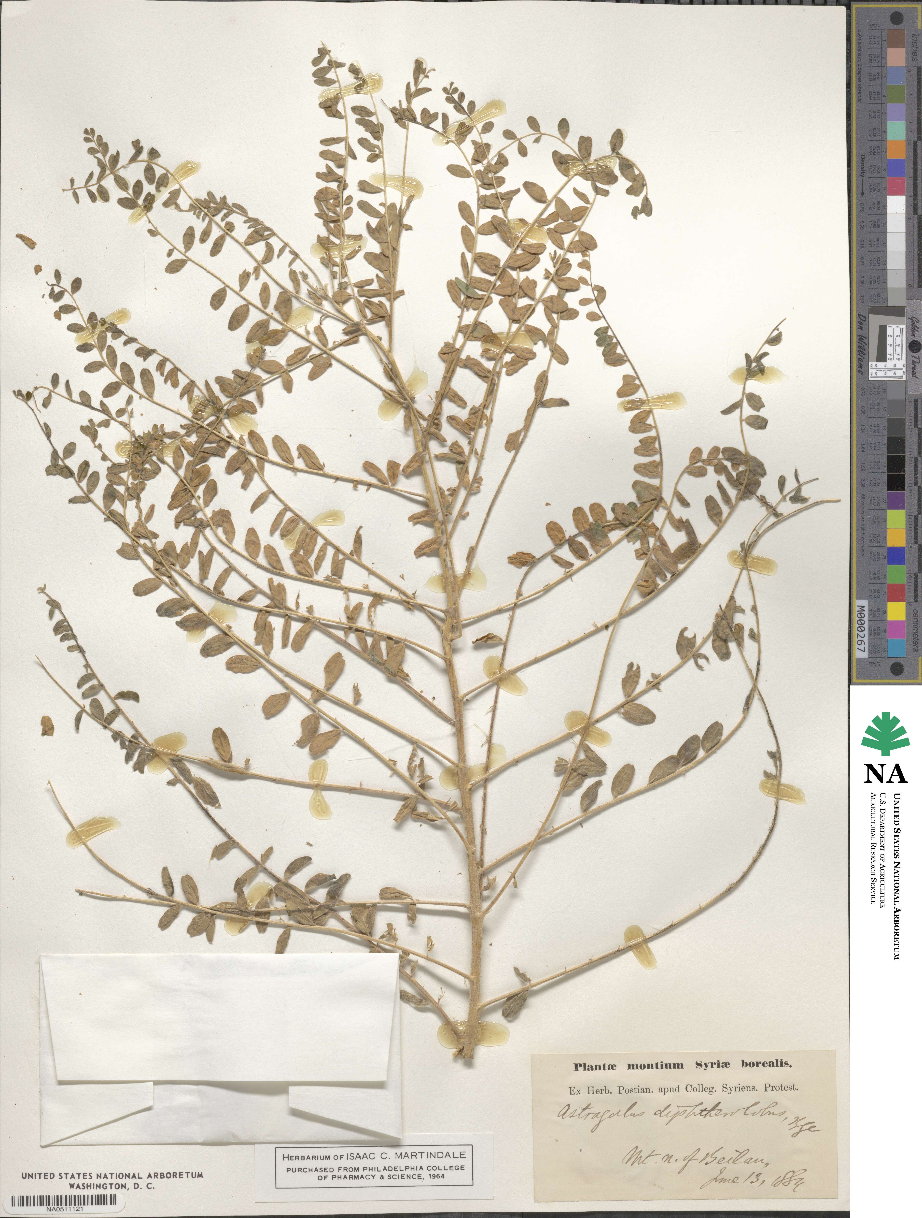 Astragalus diphtherolobus image