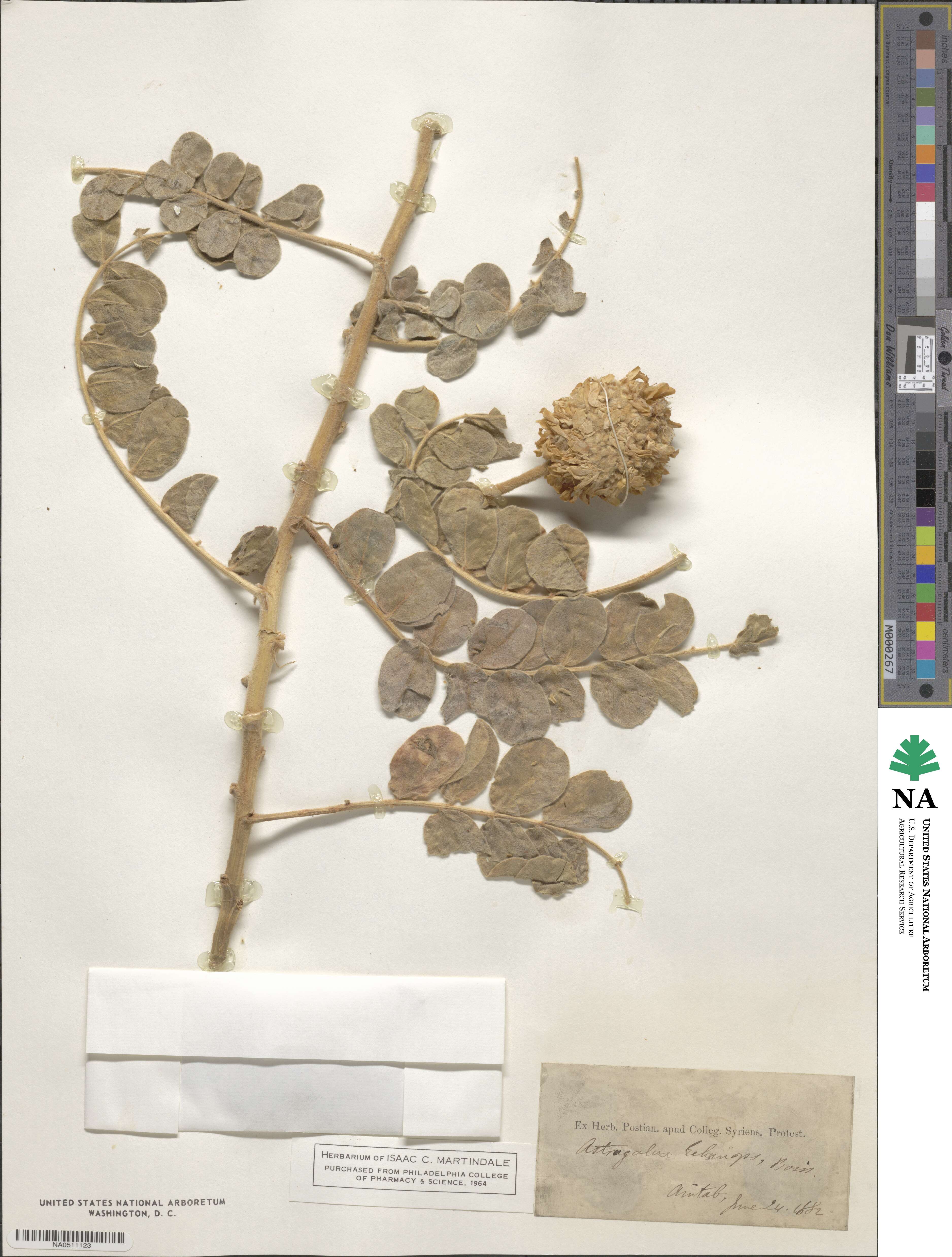 Astragalus echinops image