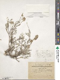 Image of Astragalus alyssoides