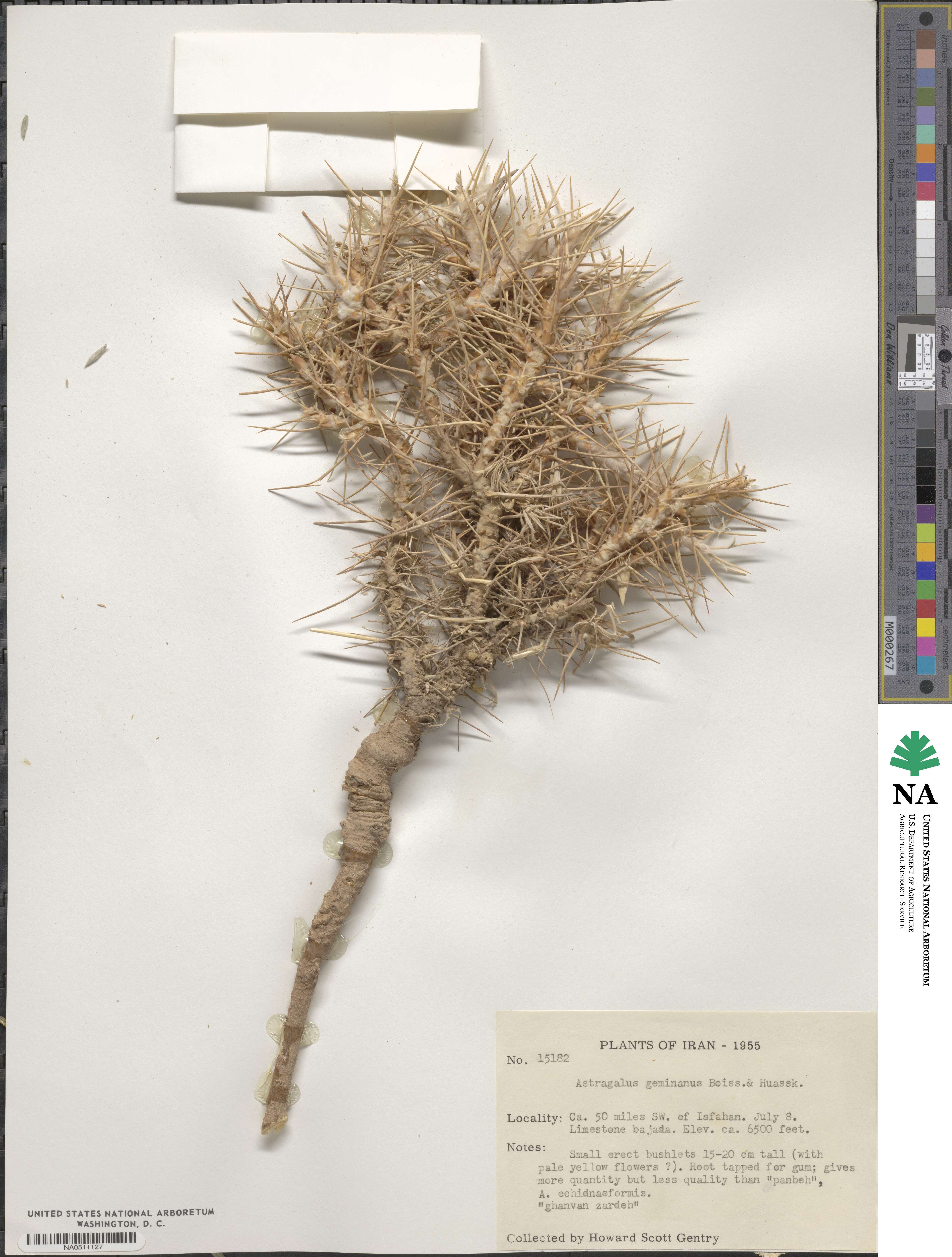 Astragalus eriosphaerus image