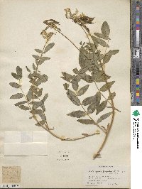 Astragalus frigidus image