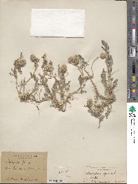 Astragalus glaux image