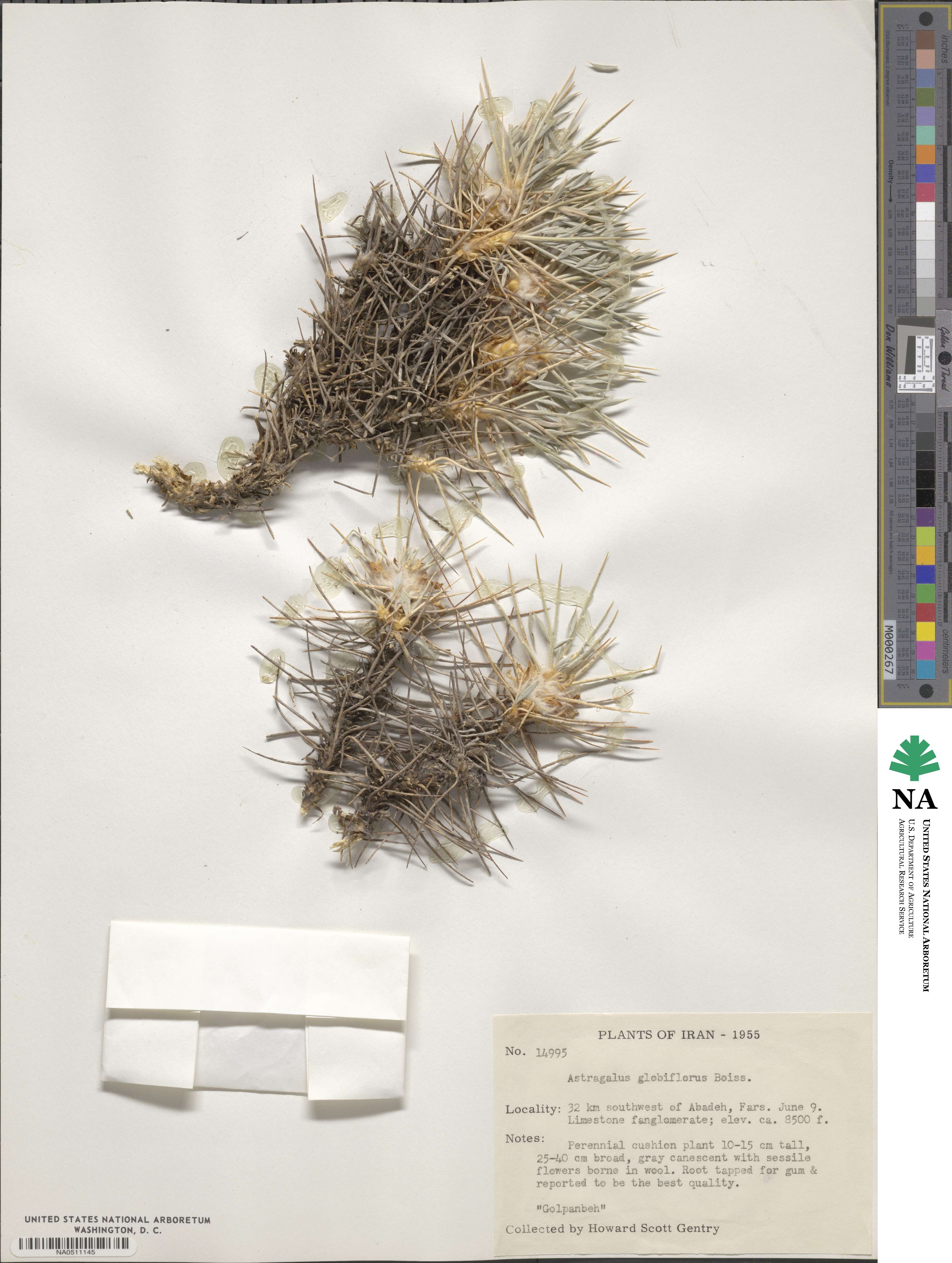 Astragalus globiflorus image