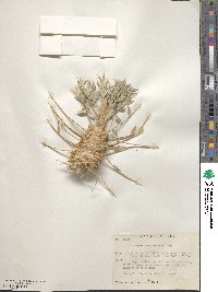 Astragalus cerasocrenus image