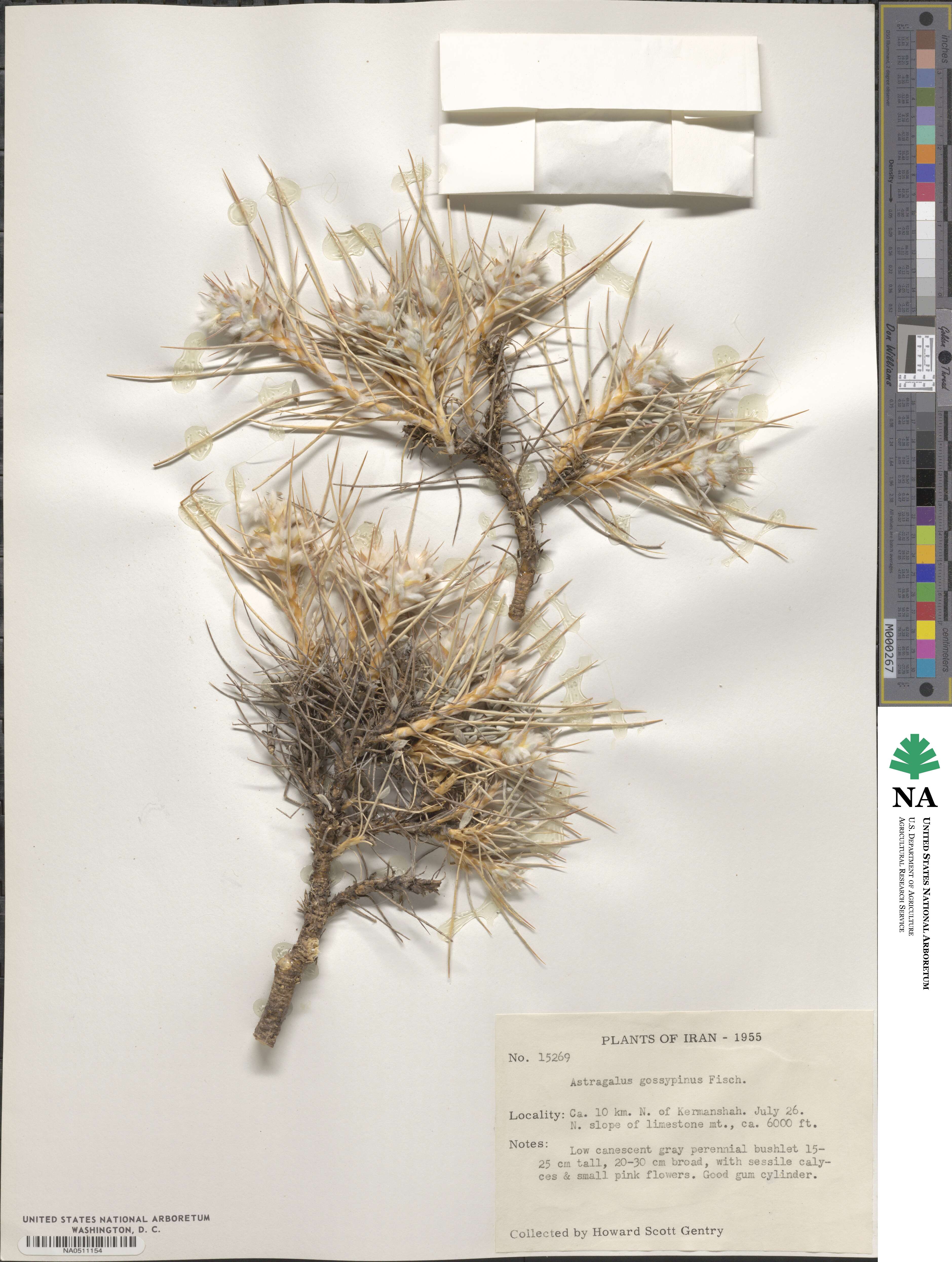 Astragalus gossypinus image