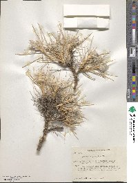 Astragalus gossypinus image