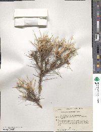 Astragalus gossypinus image