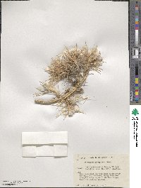 Astragalus gossypinus image