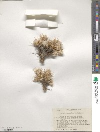 Astragalus gossypinus image