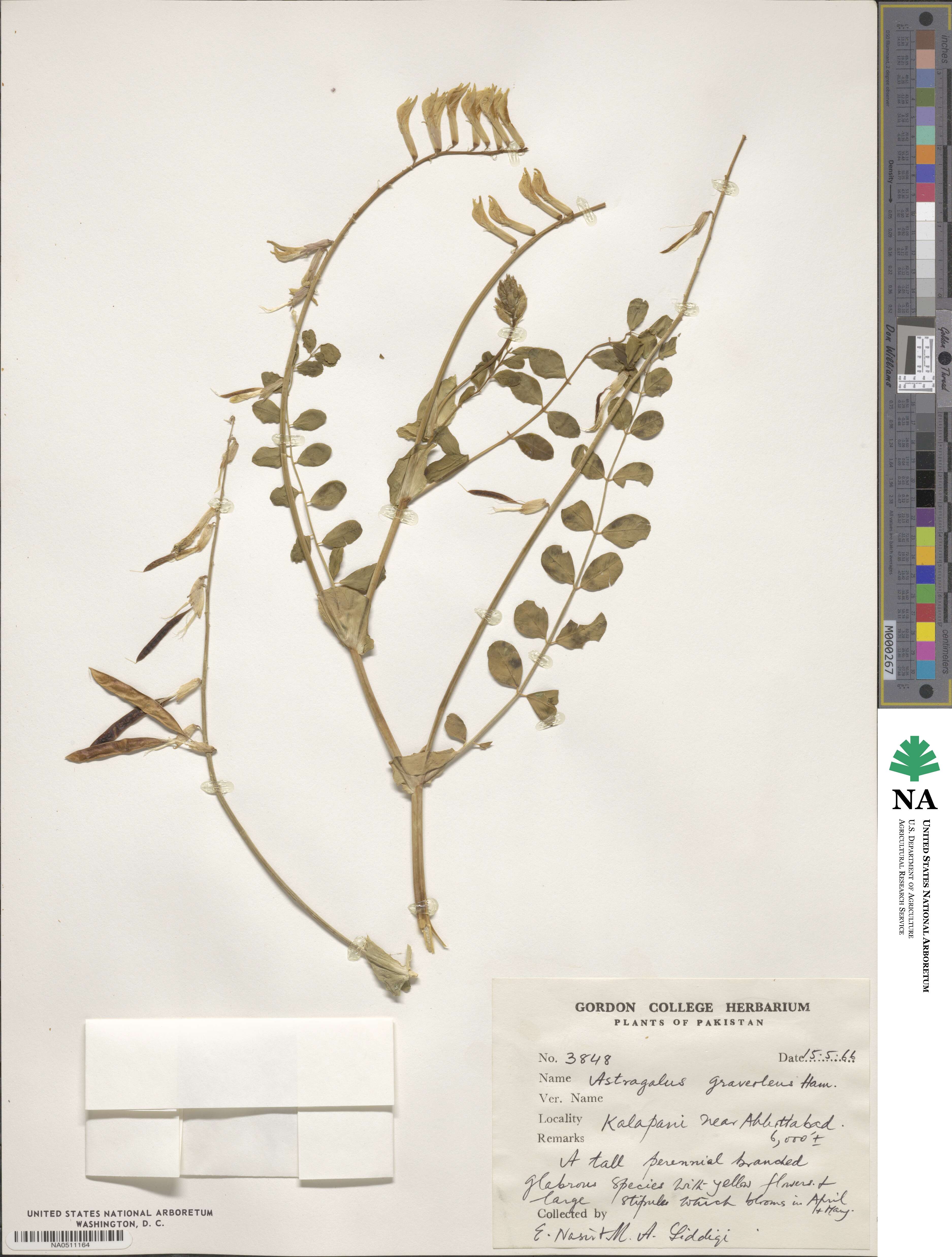 Astragalus graveolens image