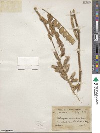 Astragalus graveolens image