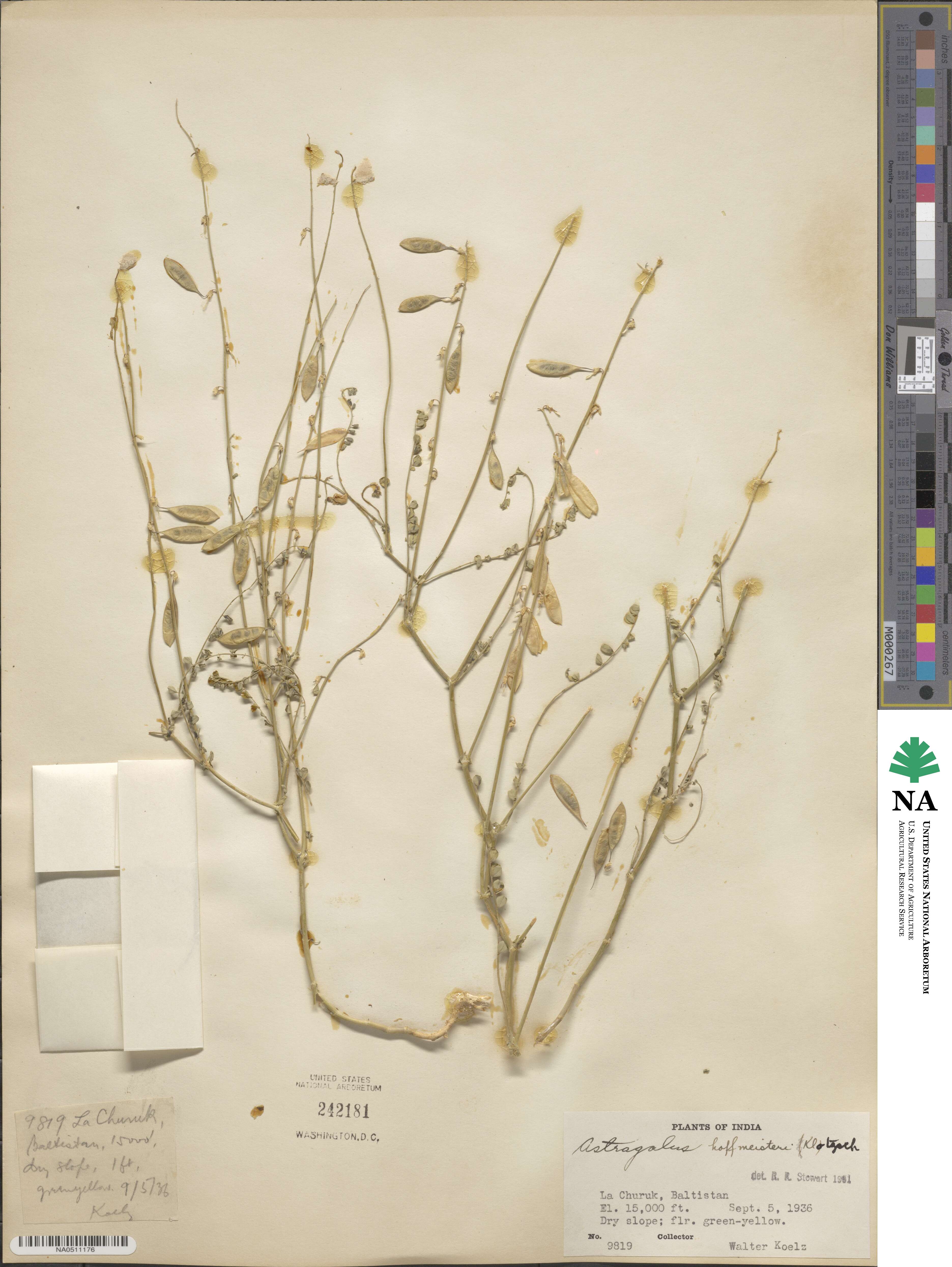 Astragalus hoffmeisteri image