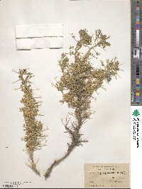 Astragalus multiceps image