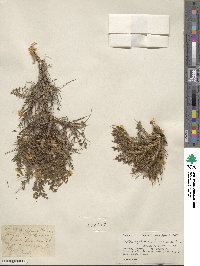 Astragalus multiceps image