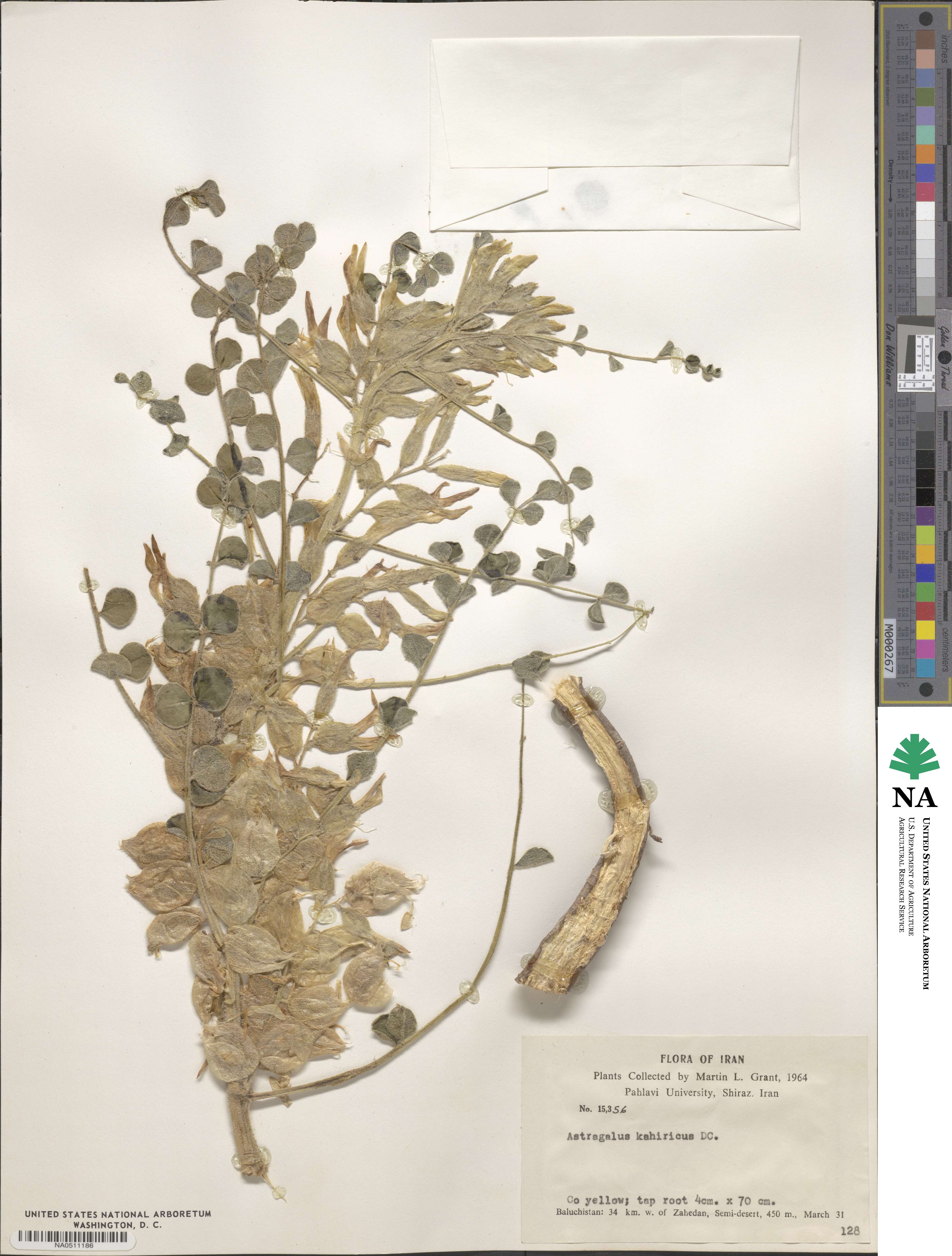 Astragalus kahiricus image