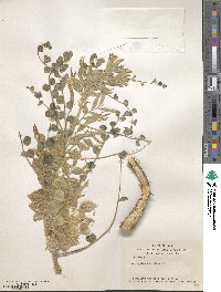 Astragalus kahiricus image