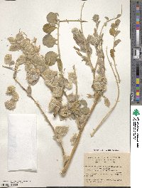 Astragalus kahiricus image