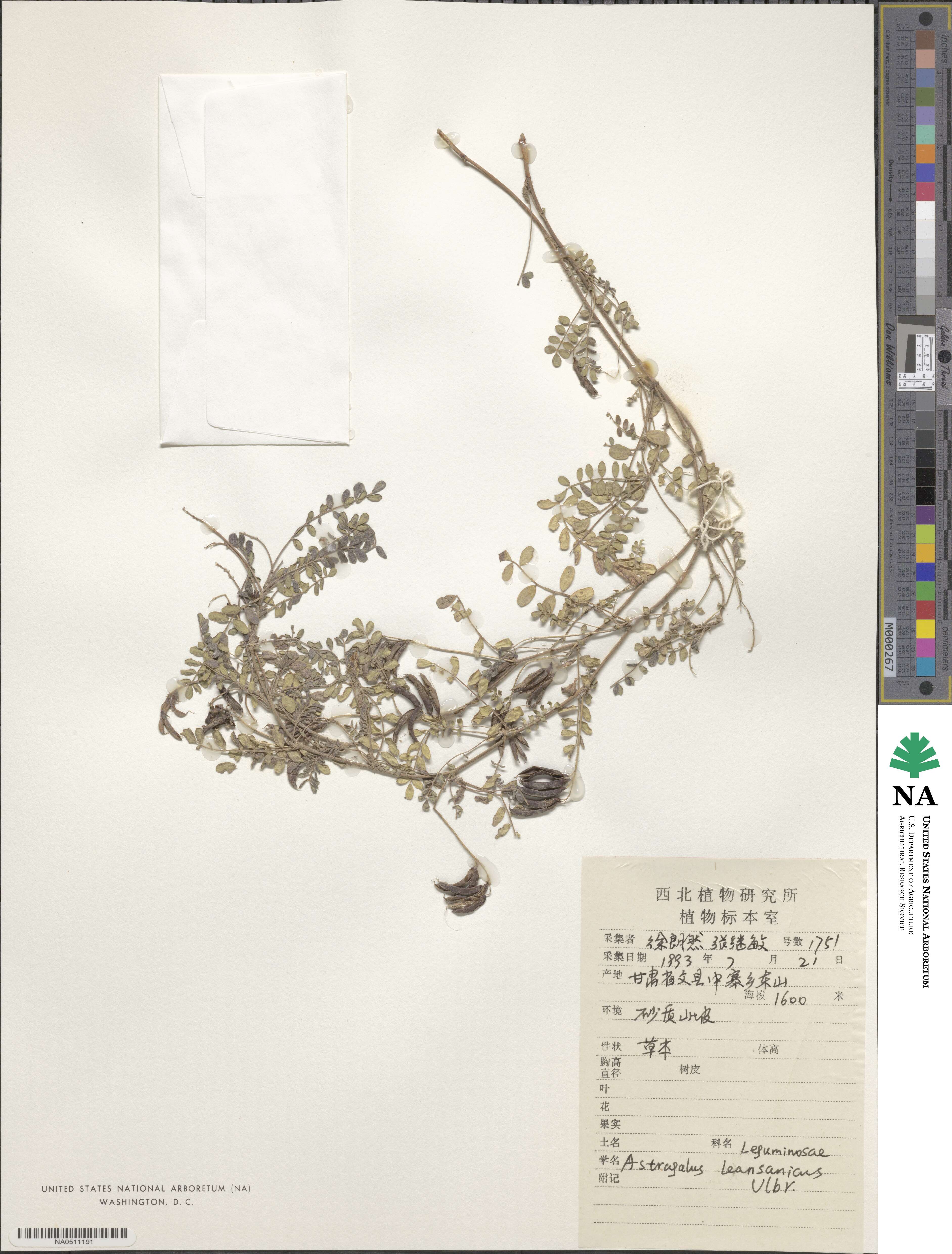 Astragalus leansanicus image