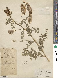 Astragalus longicaulis image