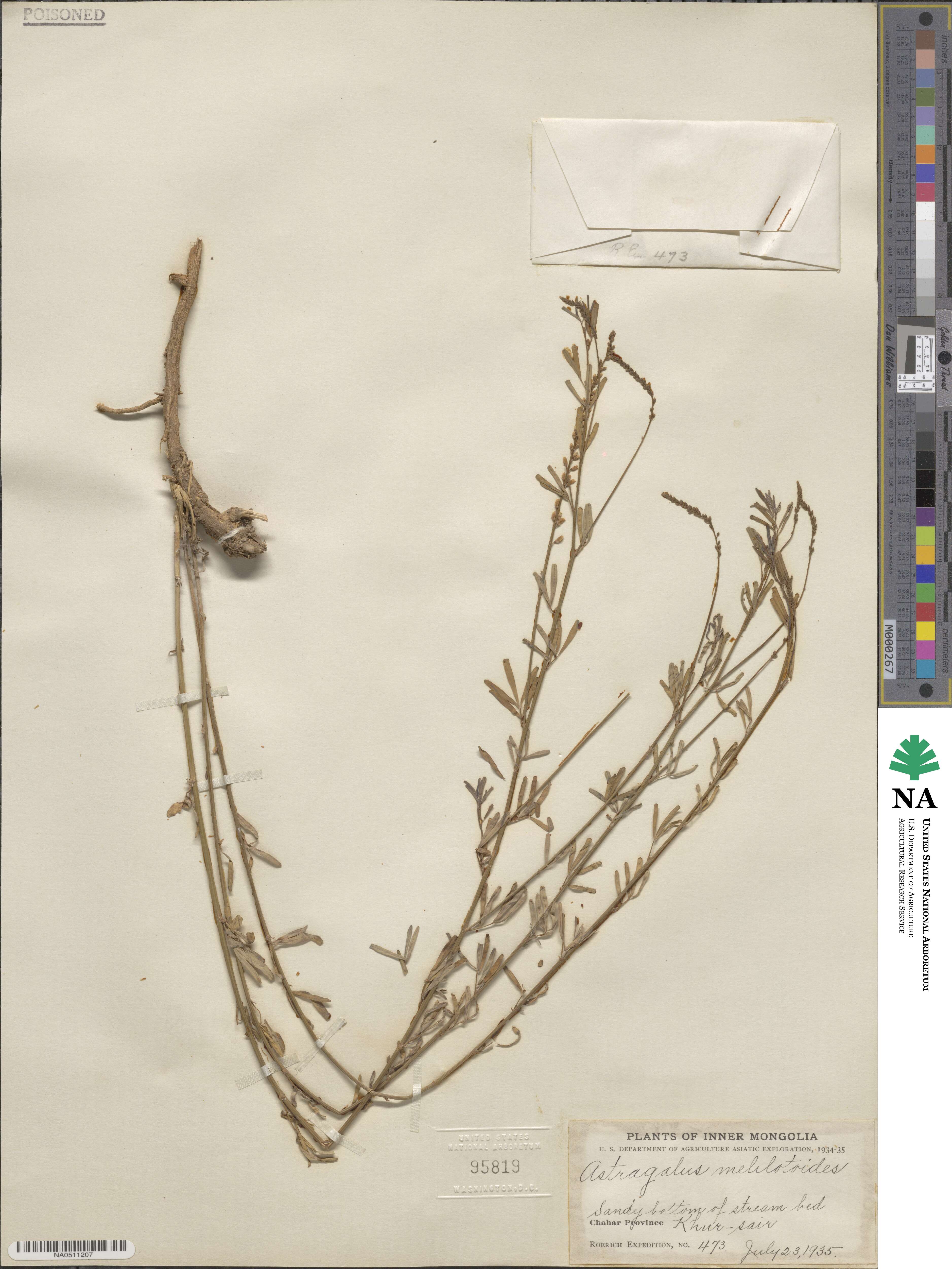 Astragalus melilotoides image