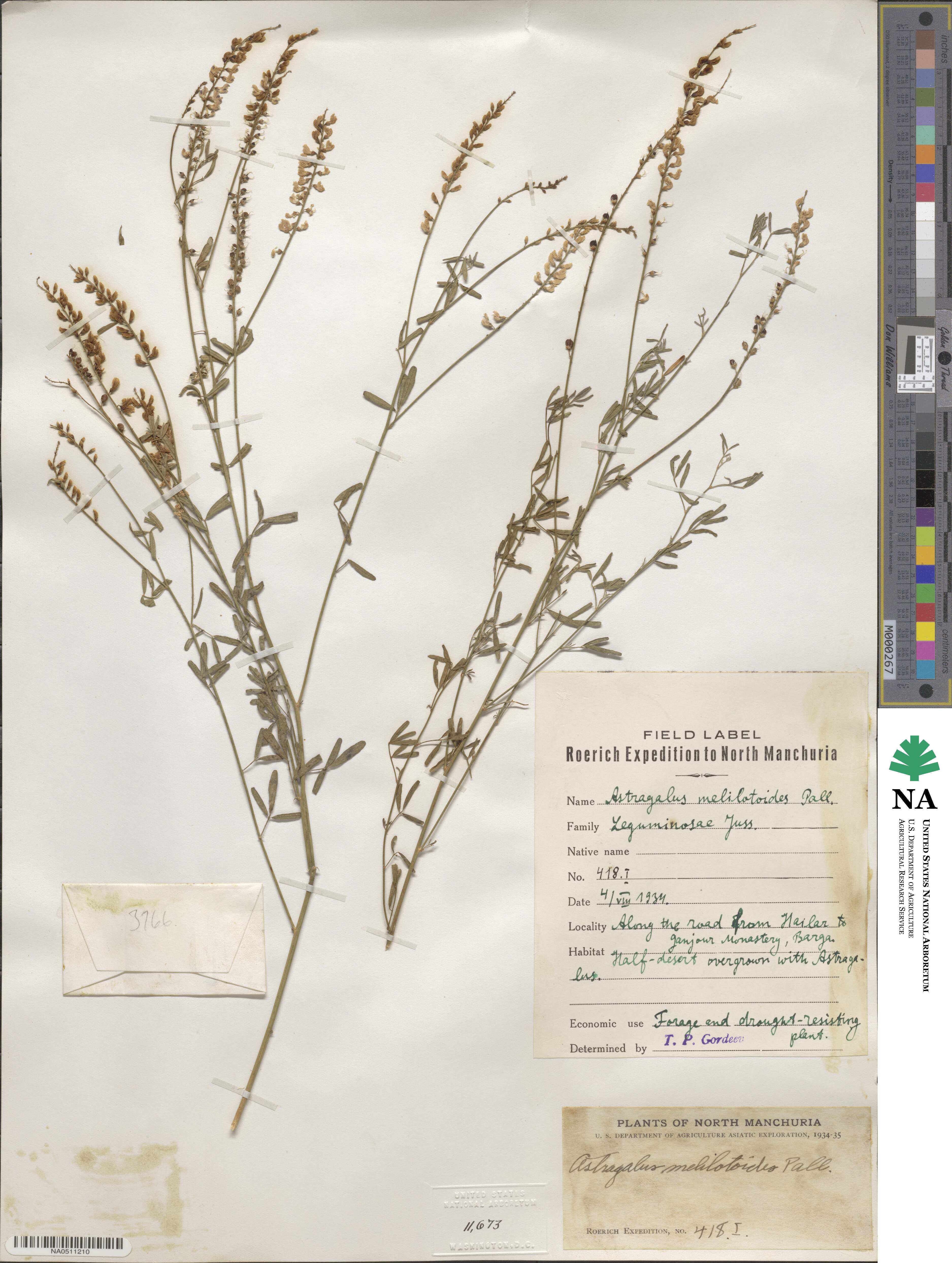Astragalus melilotoides image