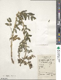 Astragalus membranaceus image