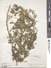 Astragalus membranaceus image