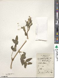 Astragalus moellendorffii image