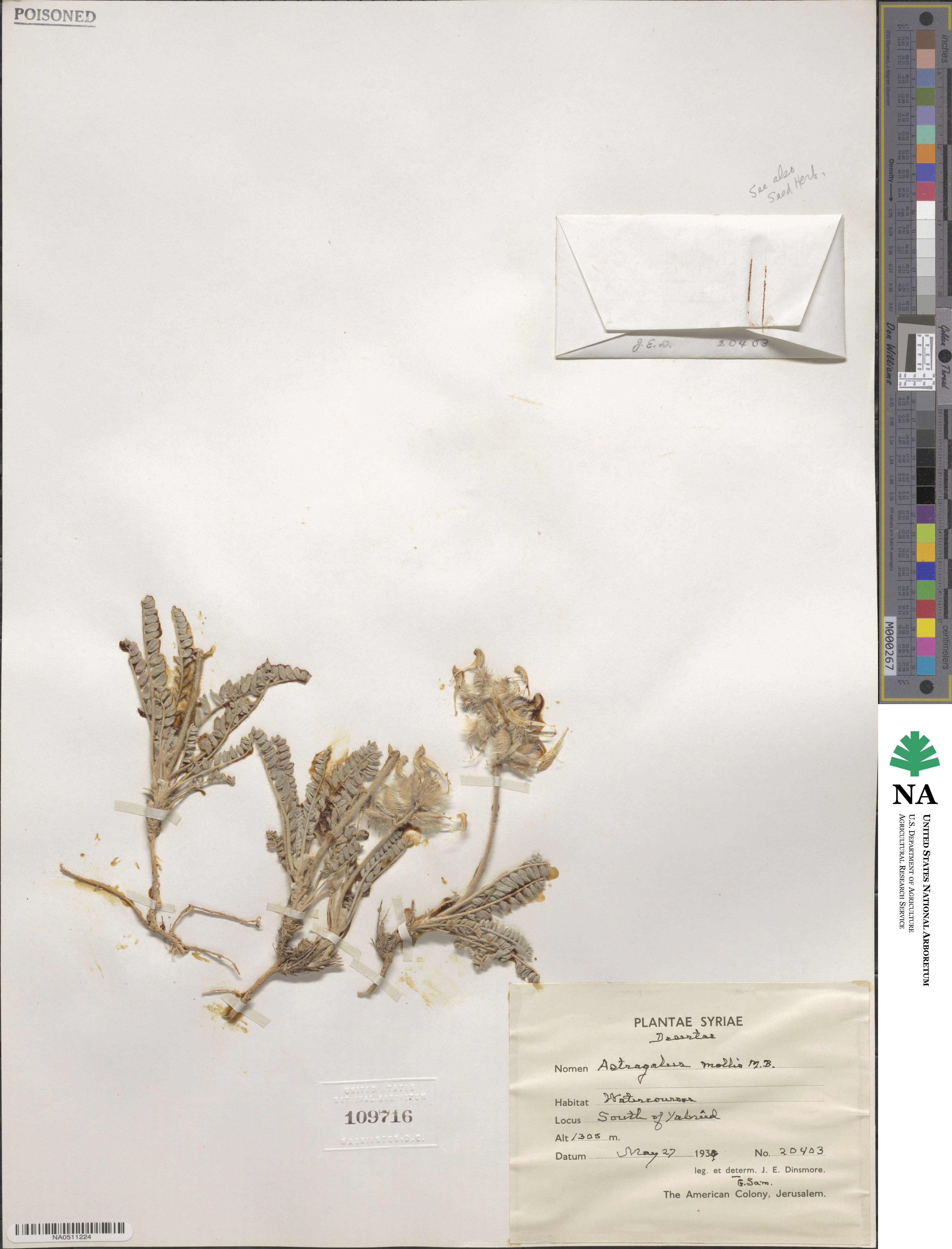 Astragalus mollis image