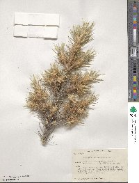 Astragalus mollis image