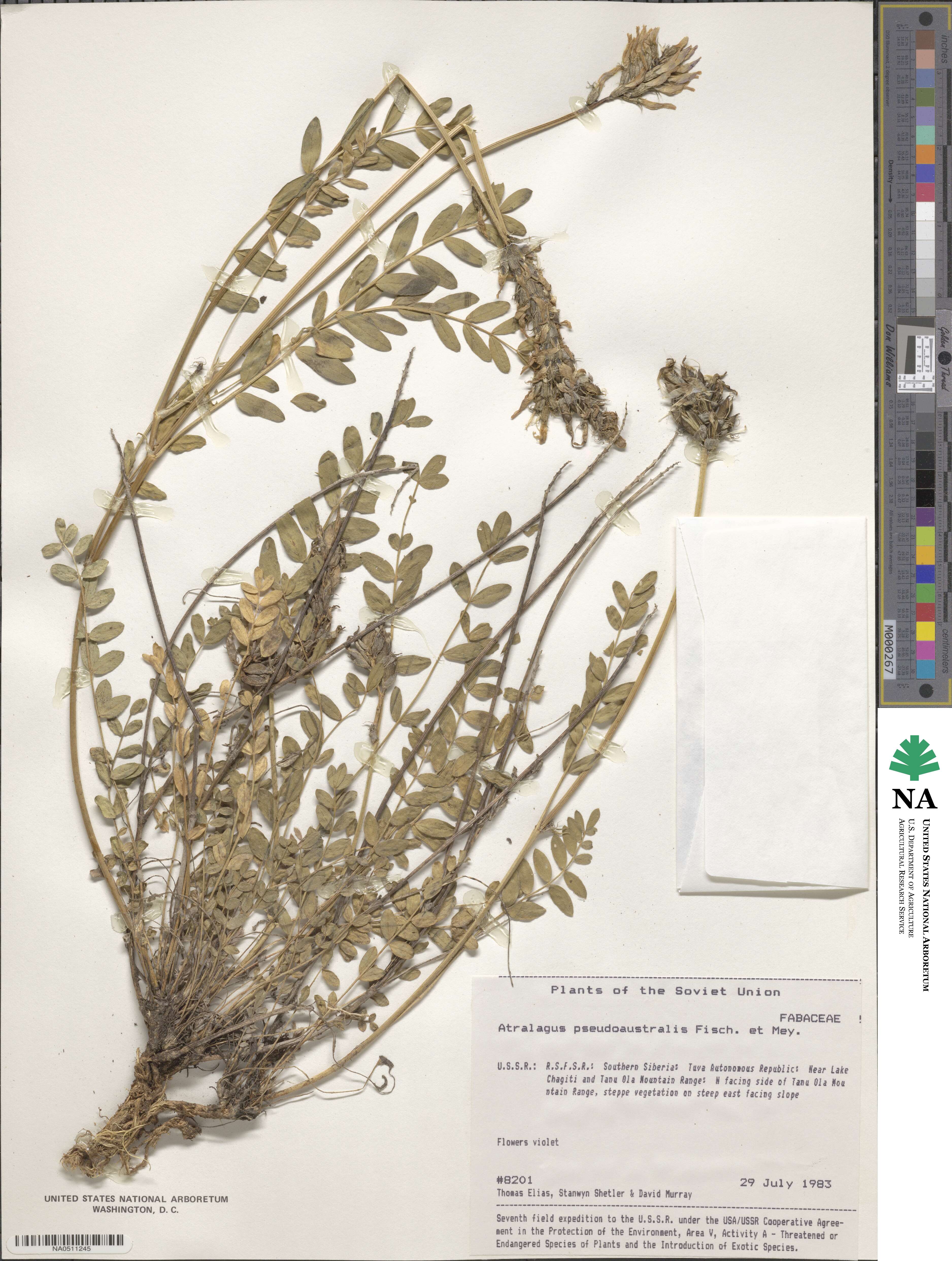 Astragalus pseudoaustralis image