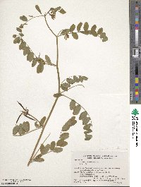 Astragalus reflexistipulus image