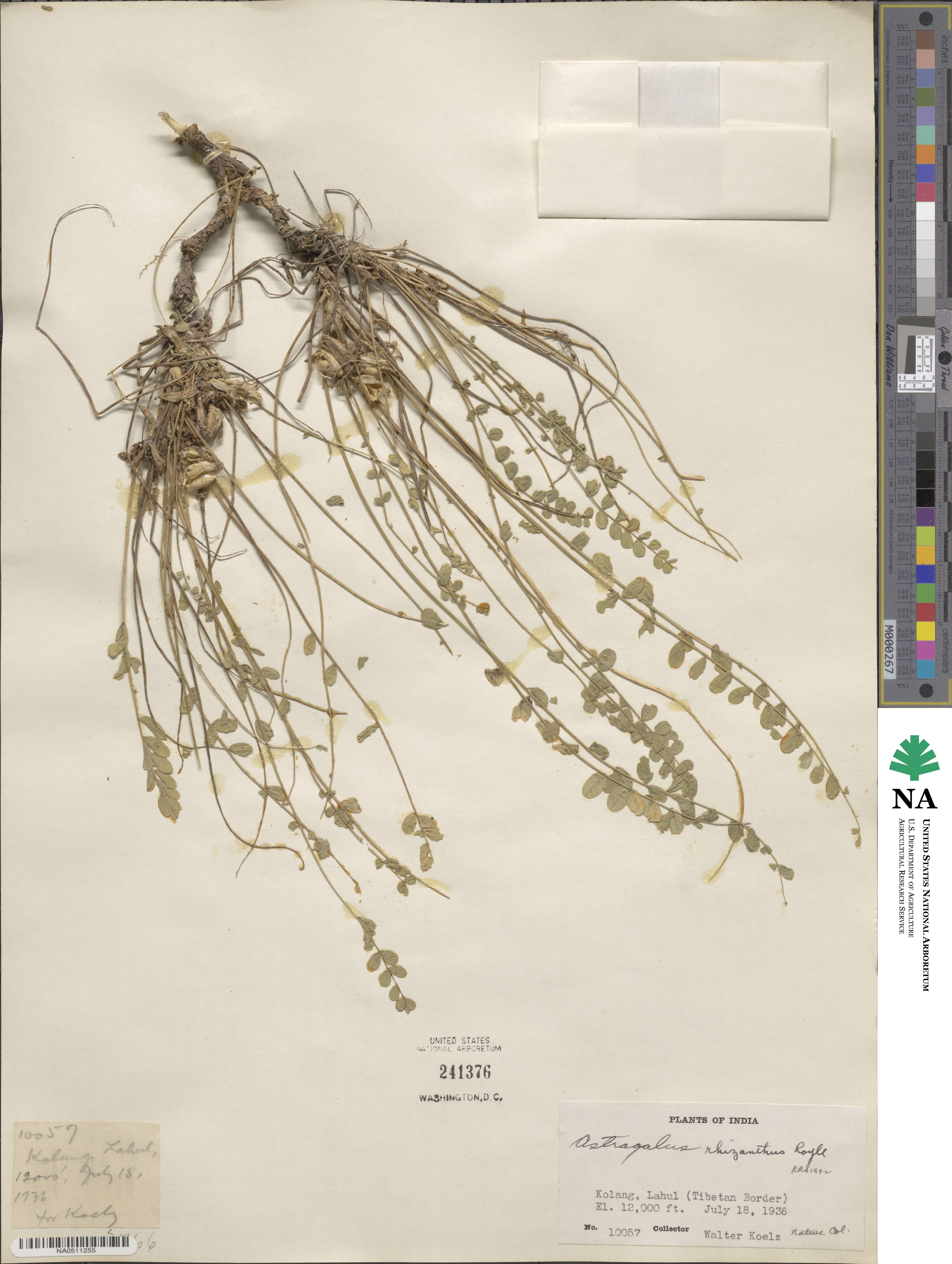 Astragalus rhizanthus image