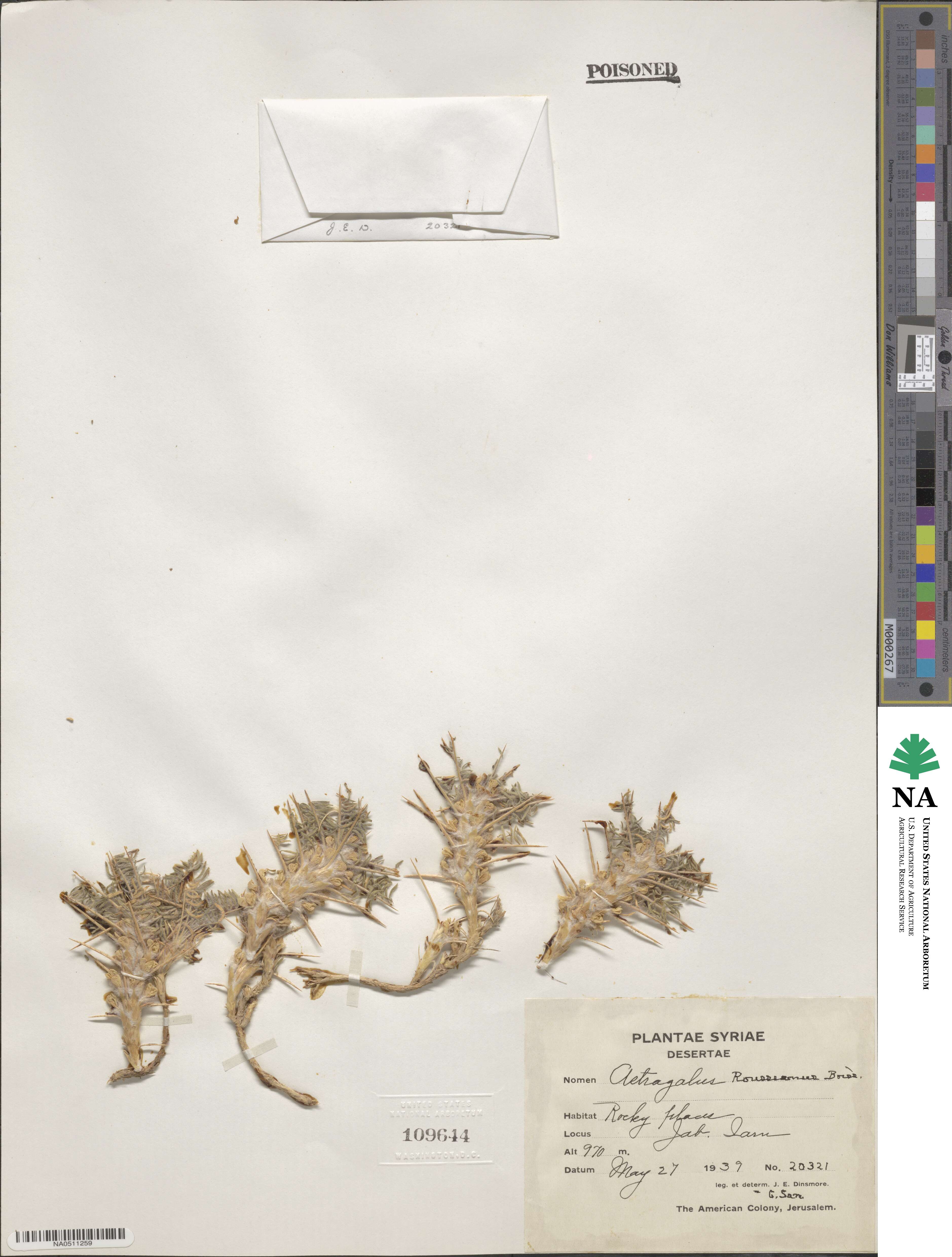 Astragalus rousseanus image